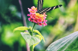 蝶恋花(【蝶恋花】蝶恋古韵 花香扑鼻)