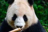 大熊猫的天敌是谁：揭秘大熊猫的自然保护神