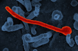 伊波拉病毒(伊波拉病毒：病毒传播、症状及治疗)
